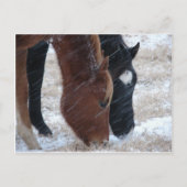 Snowy Eats Briefkaart (Voorkant)