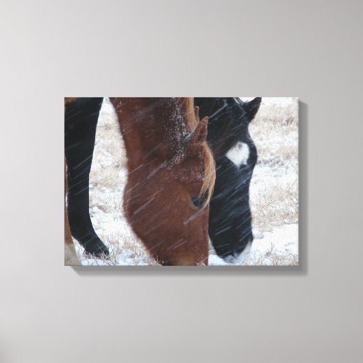 Snowy Eats Canvas Afdruk (Voorkant)