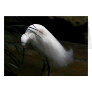 Snowy Egret