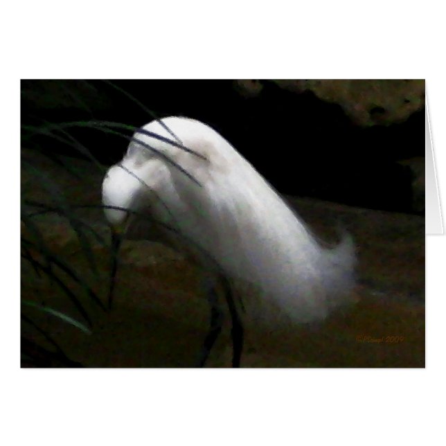 Snowy Egret (Voorkant Horizontaal)