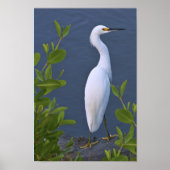 Snowy Egret bij Marsh Poster (Voorkant)