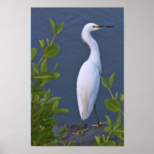 Snowy Egret bij Marsh Poster