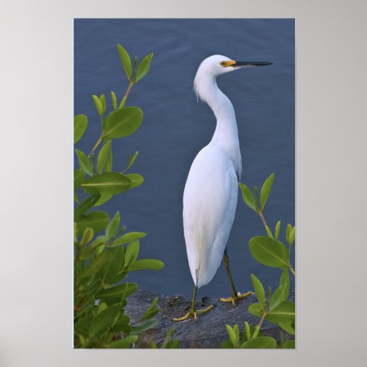 Snowy Egret bij Marsh Poster (Voorkant)