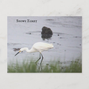 Snowy Egret Bird Briefkaart