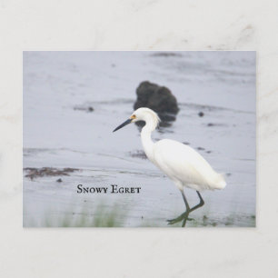 Snowy Egret Bird Briefkaart