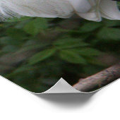 Snowy Egret Bird Foto Poster (Hoek)
