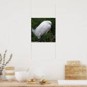Snowy Egret Bird Foto Poster (Keuken)