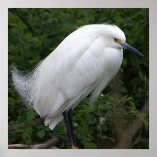 Snowy Egret Bird Foto Poster (Voorkant)