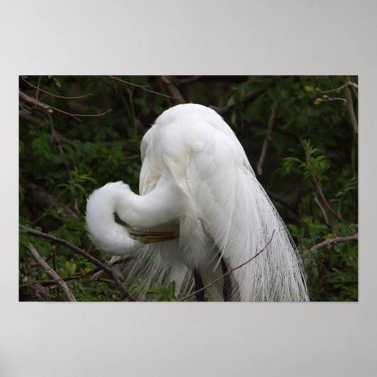 Snowy Egret Bird Poster (Voorkant)