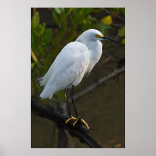 Snowy Egret Bird Poster