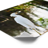 Snowy Egret Bird Print (Hoek)