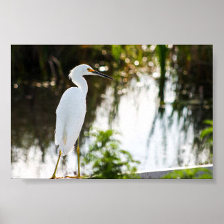 Snowy Egret Bird Print
