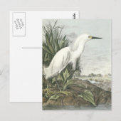 Snowy Egret Briefkaart (Voorkant / Achterkant)