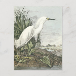 Snowy Egret Briefkaart