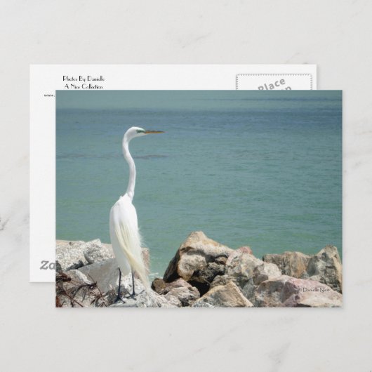 Snowy Egret Briefkaart (Voorkant / Achterkant)