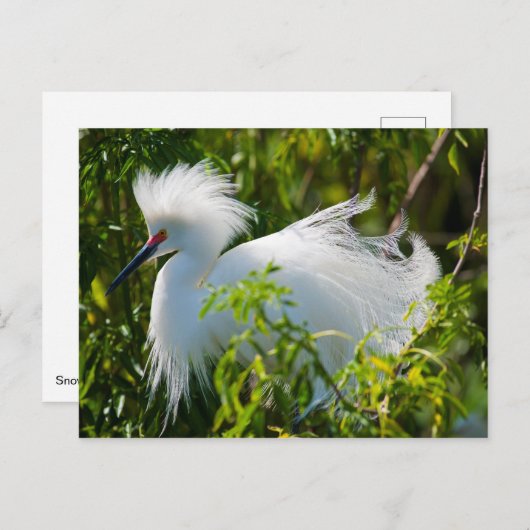Snowy Egret Briefkaart (Voorkant / Achterkant)