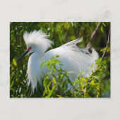 Snowy Egret Briefkaart (Voorkant)
