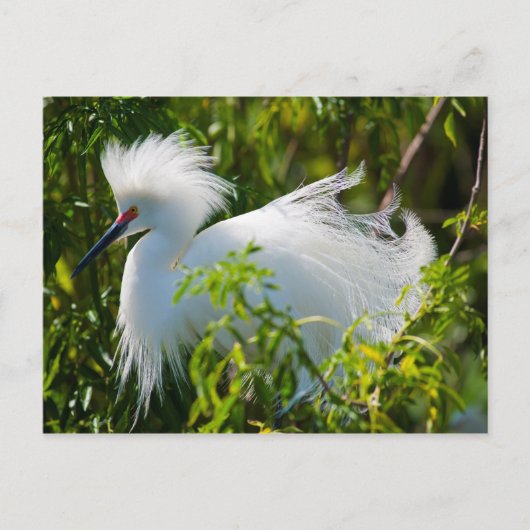 Snowy Egret Briefkaart (Voorkant)