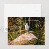 Snowy Egret Briefkaart (Voorkant / Achterkant)