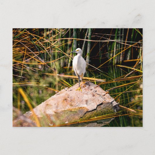 Snowy Egret Briefkaart (Voorkant)