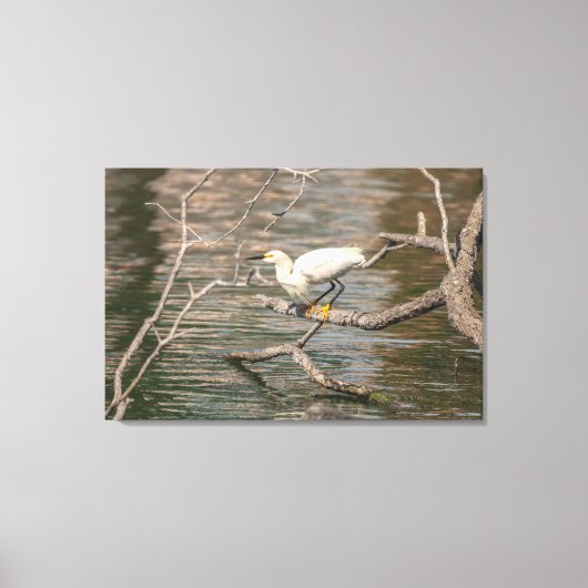 Snowy Egret Canvas Afdruk (Voorkant)