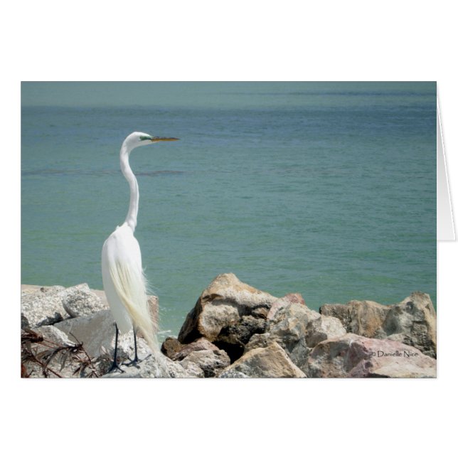 Snowy Egret Card (Voorkant Horizontaal)
