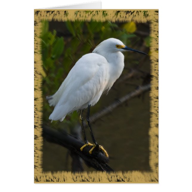 Snowy Egret Card (Voorkant)
