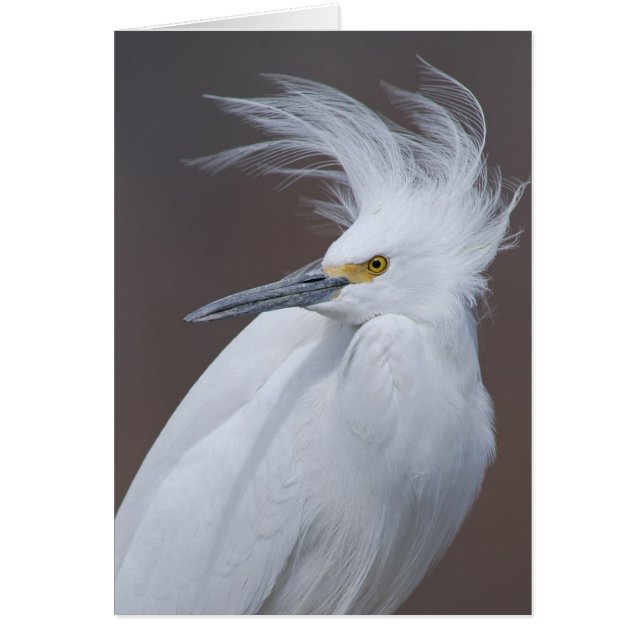 Snowy Egret (Egretta thula) (Voorkant)