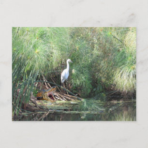 Snowy Egret en Fake Gator Wenskaart Briefkaart