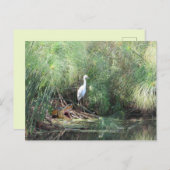 Snowy Egret en Fake Gator Wenskaart Briefkaart (Voorkant / Achterkant)