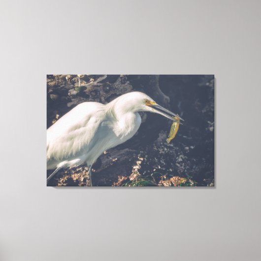 Snowy Egret en zijn vangst Canvas Afdruk (Voorkant)