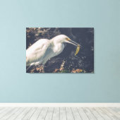 Snowy Egret en zijn vangst Canvas Afdruk (Insitu (Houten vloer))