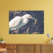 Snowy Egret en zijn vangst Canvas Afdruk (Insitu (Woonkamer))