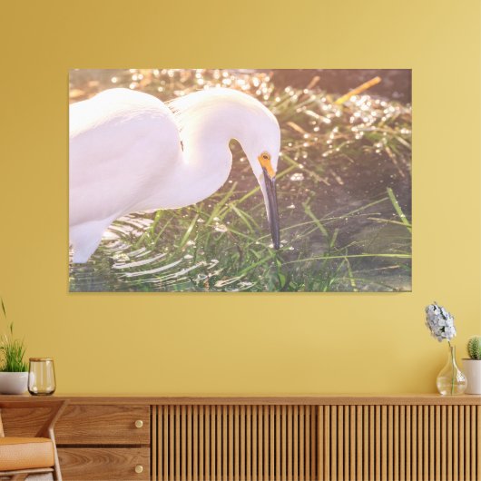 Snowy Egret foerageren in het water Canvas Afdruk (Insitu (Woonkamer))