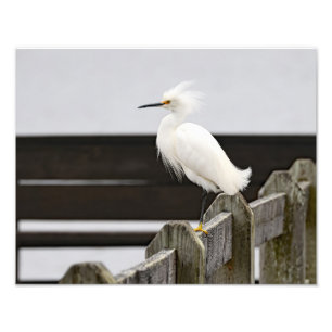 Snowy Egret Foto Afdruk