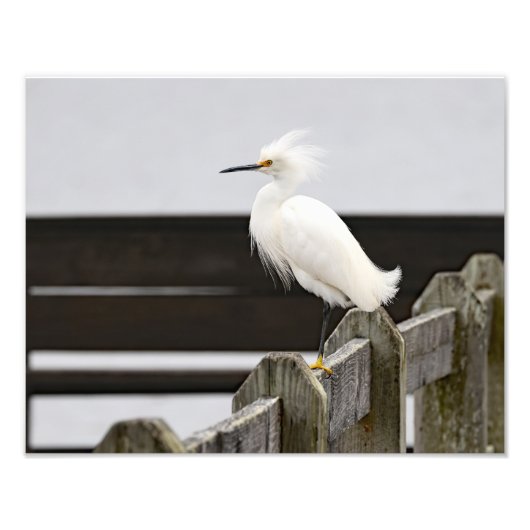 Snowy Egret Foto Afdruk (Voorkant)
