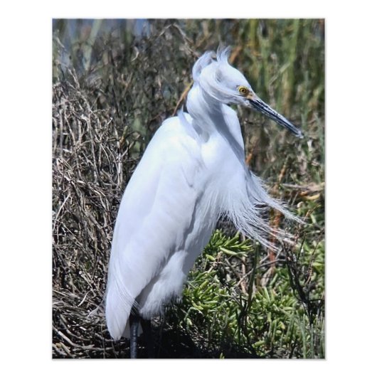 Snowy Egret Foto Afdruk (Voorkant)