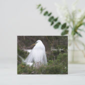 Snowy Egret Foto Briefkaart (Staand voorkant)