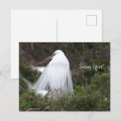 Snowy Egret Foto Briefkaart (Voorkant / Achterkant)