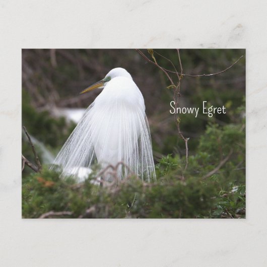 Snowy Egret Foto Briefkaart (Voorkant)
