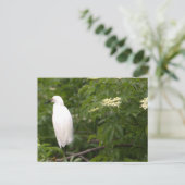 Snowy Egret Foto Briefkaart (Staand voorkant)