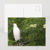 Snowy Egret Foto Briefkaart (Voorkant / Achterkant)