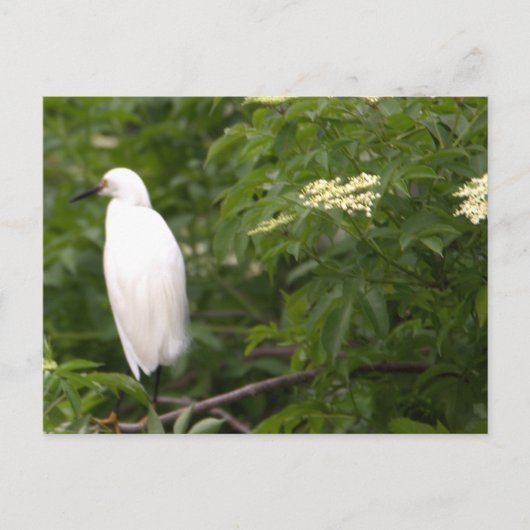 Snowy Egret Foto Briefkaart (Voorkant)
