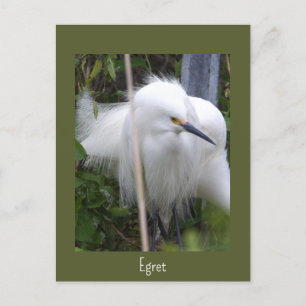 Snowy Egret Foto Briefkaart