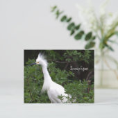 Snowy Egret Foto Briefkaart (Staand voorkant)