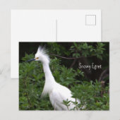 Snowy Egret Foto Briefkaart (Voorkant / Achterkant)