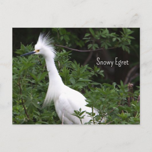 Snowy Egret Foto Briefkaart (Voorkant)