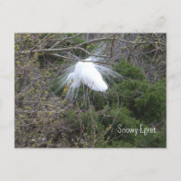 Snowy Egret Foto Briefkaart