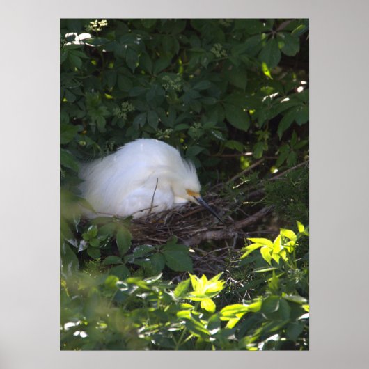 Snowy Egret Foto Poster (Voorkant)