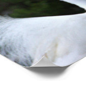 Snowy Egret Foto Poster (Hoek)